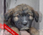 Small Mutt
