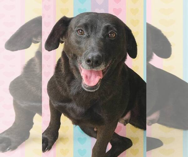 Medium Photo #1 Dachsador Puppy For Sale in Oakhurst, NJ, USA