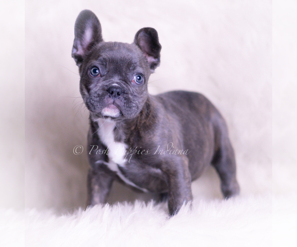 Medium Photo #43 French Bulldog Puppy For Sale in WARSAW, IN, USA