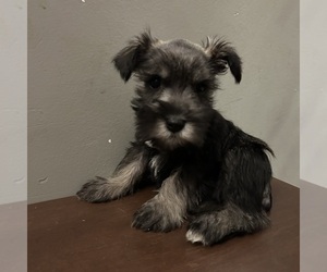 Schnauzer (Miniature) Puppy for sale in BRIDGETON, NJ, USA