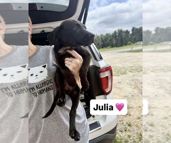 Medium Photo #1 Labrador Retriever-Unknown Mix Puppy For Sale in Brewster, NY, USA