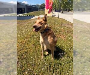 Mutt Dogs for adoption in San Martin, CA, USA