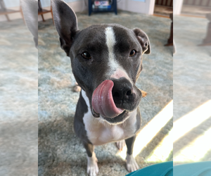 Bruno - Male Mutt Dog for Adoption - Photo #2