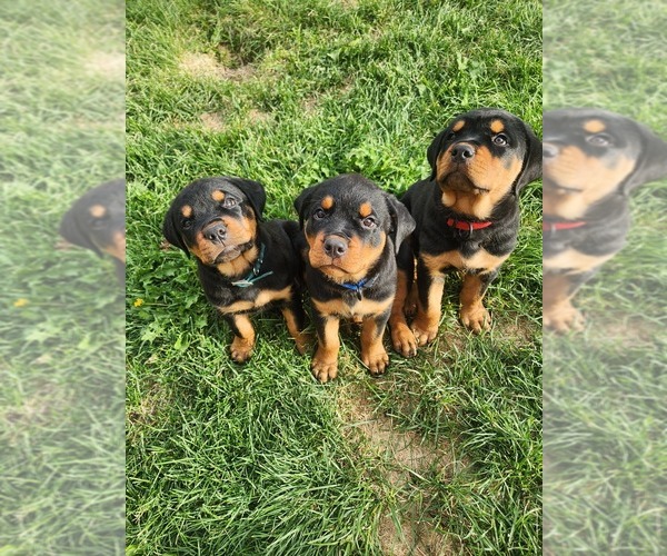 Medium Photo #1 Rottweiler Puppy For Sale in BELGRADE, MT, USA