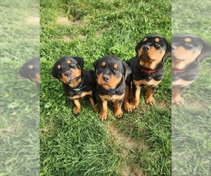 Rottweiler Litter for sale in BELGRADE, MT, USA