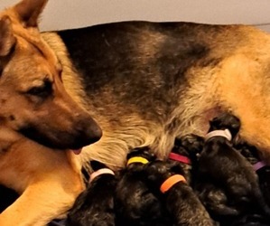 Mother of the German Shepherd Dog puppies born on 03/08/2026