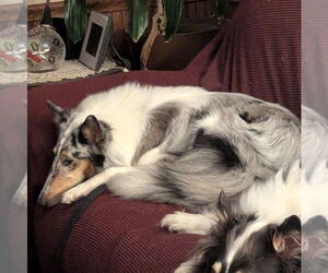 Collie Dogs for adoption in Dublin, OH, USA