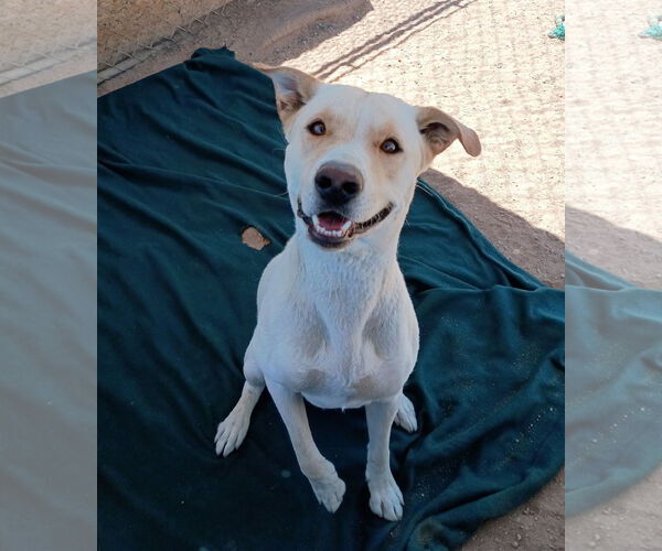 Medium Photo #2 Mutt Puppy For Sale in Apple Valley, CA, USA