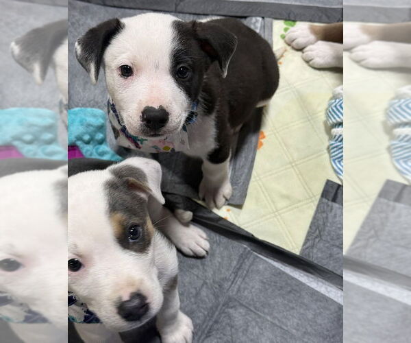 Medium Photo #11 Australian Shepherd-Unknown Mix Puppy For Sale in OKLAHOMA CITY, OK, USA