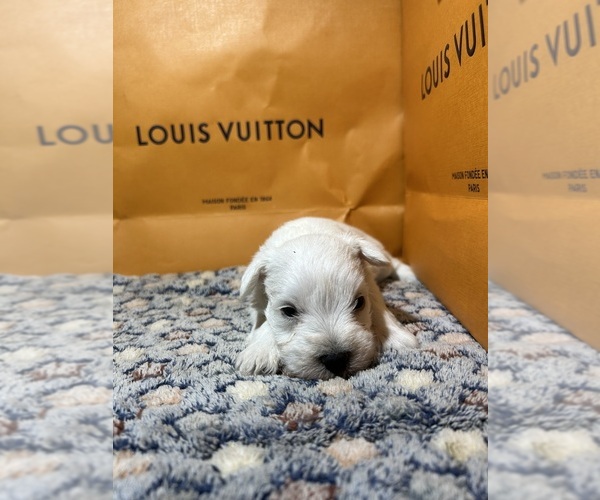 Medium Photo #3 Schnauzer (Miniature) Puppy For Sale in HOUSTON, TX, USA