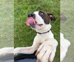 Small #6 American Staffordshire Terrier
