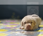 Puppy Aphrodite Labrador Retriever