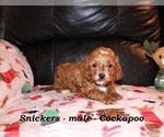 Small #2 Cockapoo (Miniature)