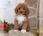 Small Photo #1 Goldendoodle Puppy For Sale in GORDONVILLE, PA, USA