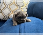 Small #8 Shih Tzu