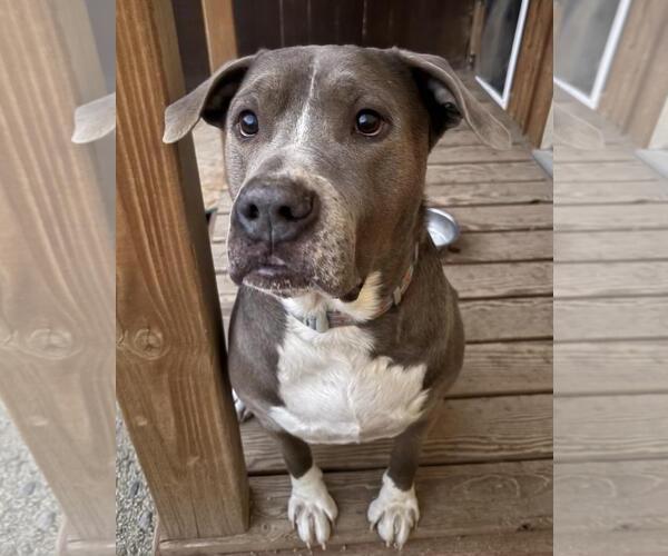 Medium Photo #1 Mutt Puppy For Sale in Incline Village, NV, USA