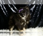 Small #2 Pomeranian