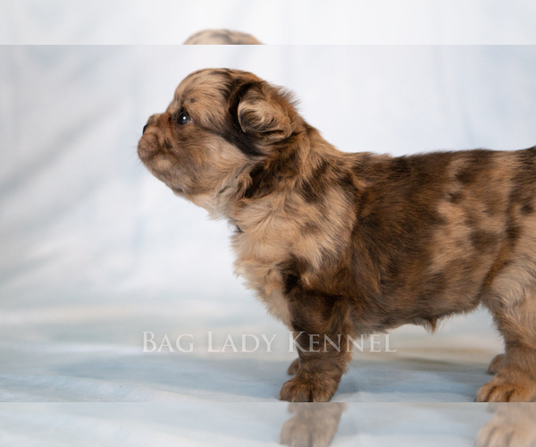 Medium Photo #5 French Bulldog Puppy For Sale in DESERT HOT SPRINGS, CA, USA