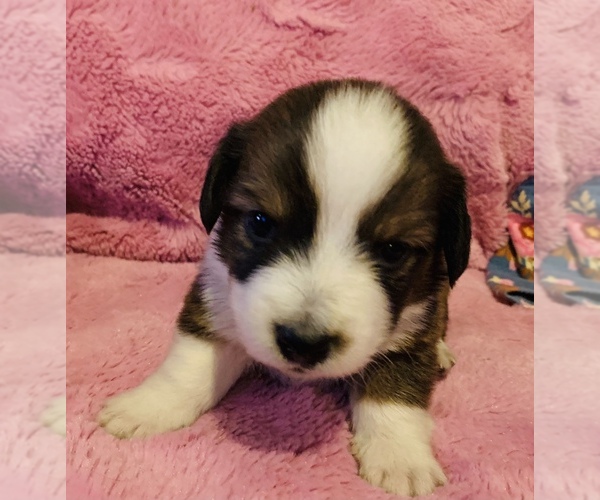 Medium Photo #18 Dorgi Puppy For Sale in HURST, IL, USA