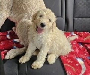 Doodle-Goldendoodle Mix Puppy for sale in LEBANON, ME, USA