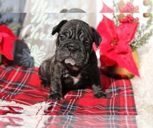 Bulldog Puppy for sale in KEY BISCAYNE, FL, USA