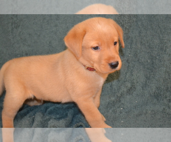 Medium Photo #1 Labrador Retriever Puppy For Sale in GREENWOOD, WI, USA