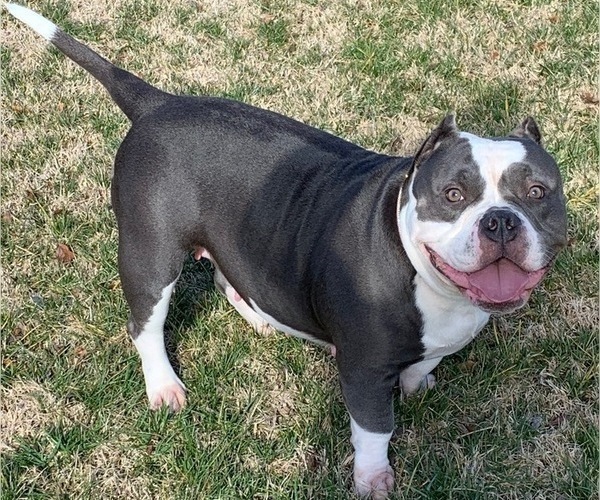 Medium Photo #1 American Bully Puppy For Sale in CARY, NC, USA