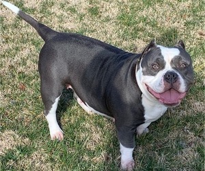 Mother of the American Bully puppies born on 03/01/2020
