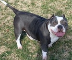 Small Photo #1 American Bully Puppy For Sale in CARY, NC, USA