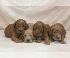 Goldendoodle Puppy for sale in WOLCOTT, IN, USA
