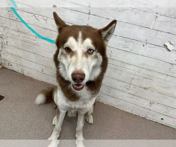 Medium Photo #1 Siberian Husky Puppy For Sale in San Bernardino, CA, USA