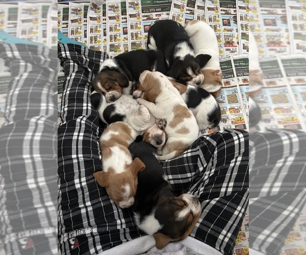 Medium Photo #1 Basset Hound Puppy For Sale in VERNON ROCKVILLE, CT, USA