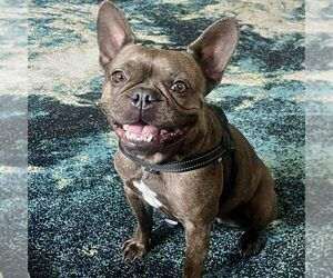 French Bulldog Dogs for adoption in Spring Lake, NC, USA