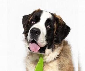 Saint Bernard Dogs for adoption in Santa Maria, CA, USA