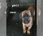 Small #1 Mutt
