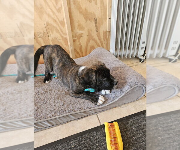 Medium Photo #3 Mastiff-Unknown Mix Puppy For Sale in Tracy City, TN, USA