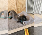Small #2 Mastiff Mix