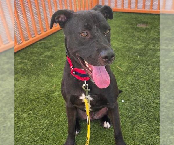 Medium Photo #1 American Pit Bull Terrier-Labrador Retriever Mix Puppy For Sale in Las Vegas, NV, USA