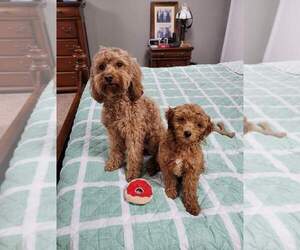 Father of the Goldendoodle (Miniature) puppies born on 04/22/2022
