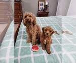 Small Photo #1 Goldendoodle (Miniature) Puppy For Sale in LANETT, AL, USA