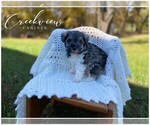 Puppy 3 Schnauzer (Miniature)