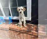 Small #7 Maltese-Poodle (Standard) Mix