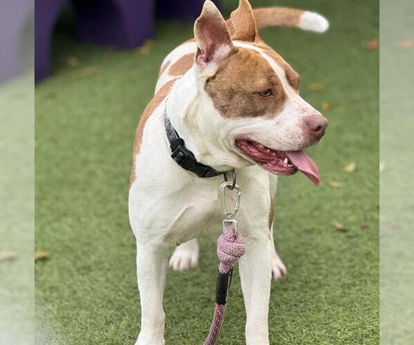 Medium Photo #1 German Shepherd Dog-Unknown Mix Puppy For Sale in Downey, CA, USA