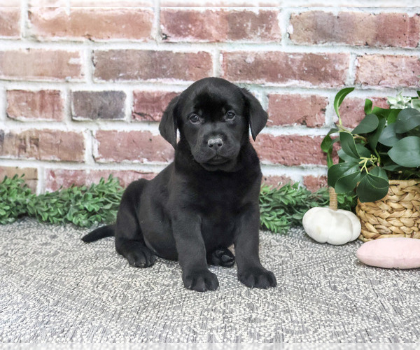 Medium Photo #1 Labrador Retriever Puppy For Sale in SYRACUSE, IN, USA