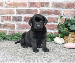 Labrador Retriever Puppy for sale in SYRACUSE, IN, USA