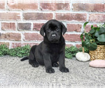 Opal - Female Labrador Retriever Puppy for Sale - Small photo