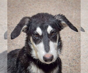 German Shepherd Dog-Huskies Mix Dogs for adoption in Huntley, IL, USA
