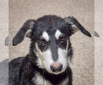 Small German Shepherd Dog-Huskies  Mix