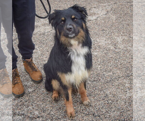 Medium Photo #3 Australian Shepherd Puppy For Sale in Huntley, IL, USA