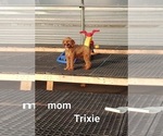 Small Photo #1 Cavapoo (Miniature)-Poodle (Toy) Mix Puppy For Sale in GREENWOOD, WI, USA